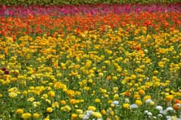 Rows of yellow, orange, red and pink ranunculus in bloom at the Flower Fields in Carlsbad