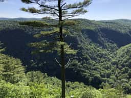 Pine Creek Gorge seen from an overlook in Leonard Harrison State Park
