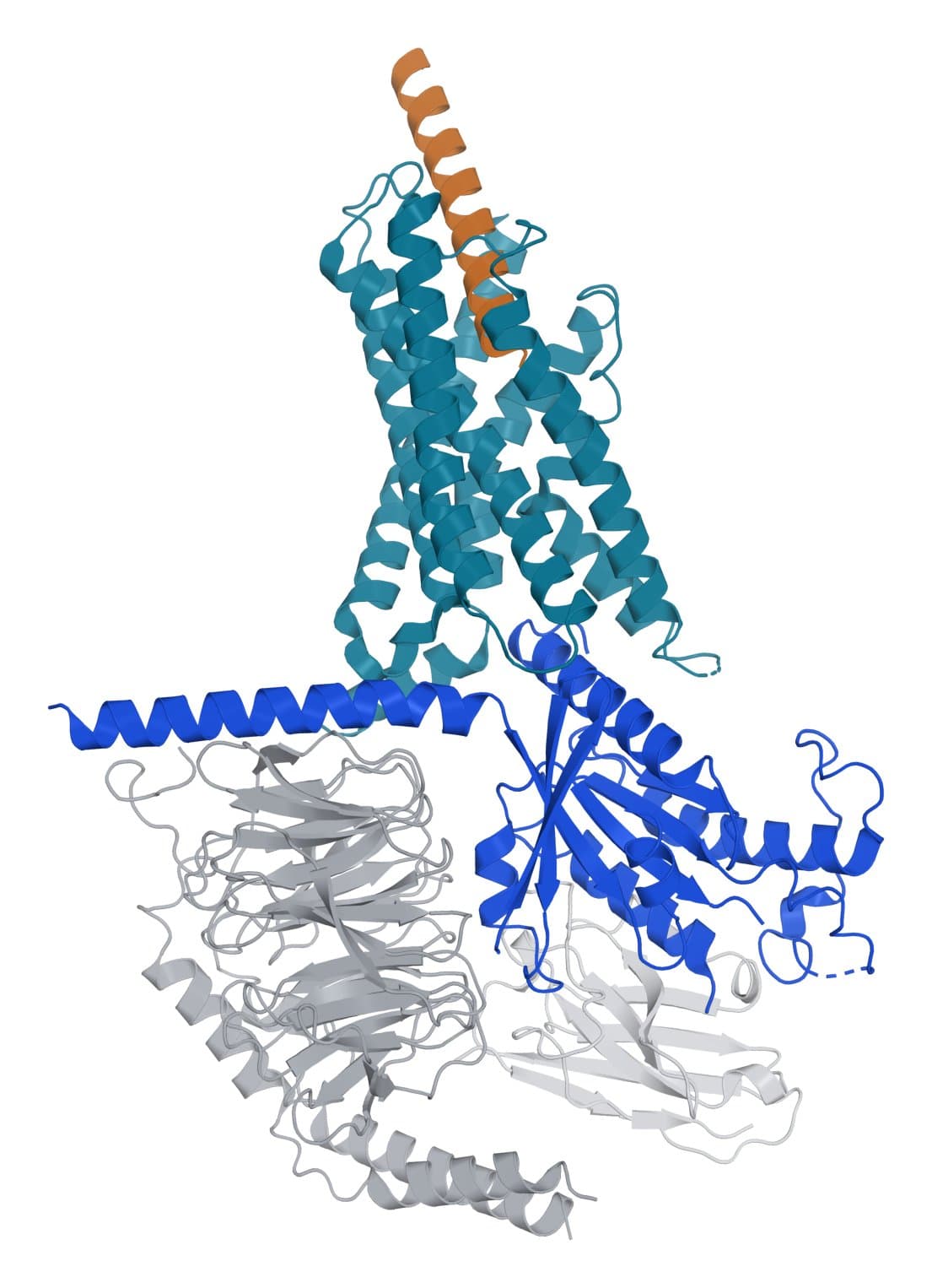 Ribbon model of the growth hormone-releasing hormone receptor in teal with its hormone in amber and the G protein in blue and gray