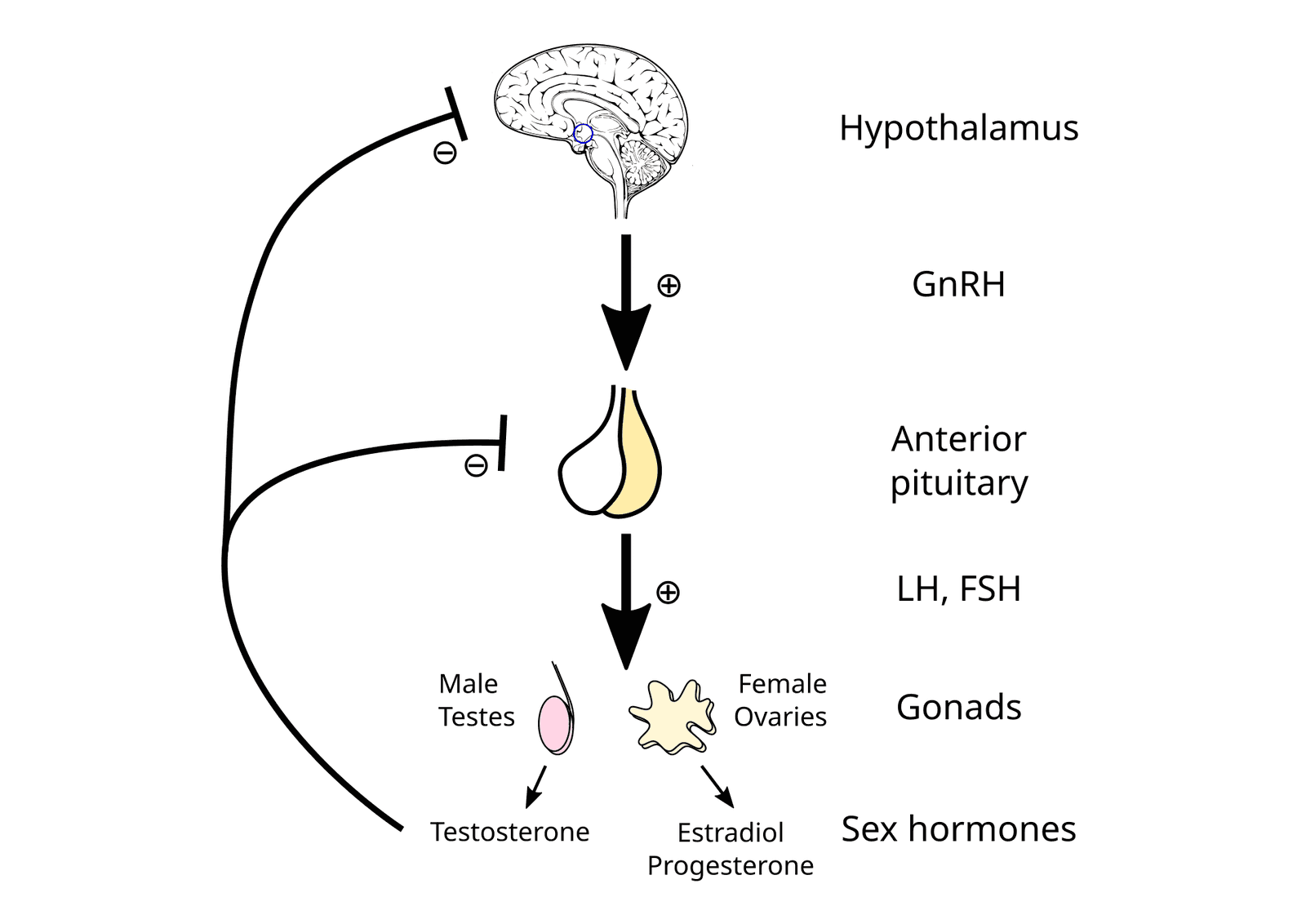 Line diagram of the hypothalamic-pituitary-gonadal axis: hypothalamus, GnRH, anterior pituitary, LH and FSH, testes and ovaries, sex hormones, and negative feedback arrows