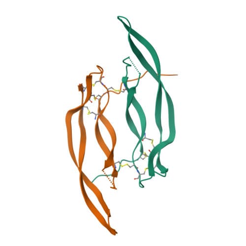 Ribbon model of the PDGF-BB dimer with two chains in orange and green joined by disulfide bonds
