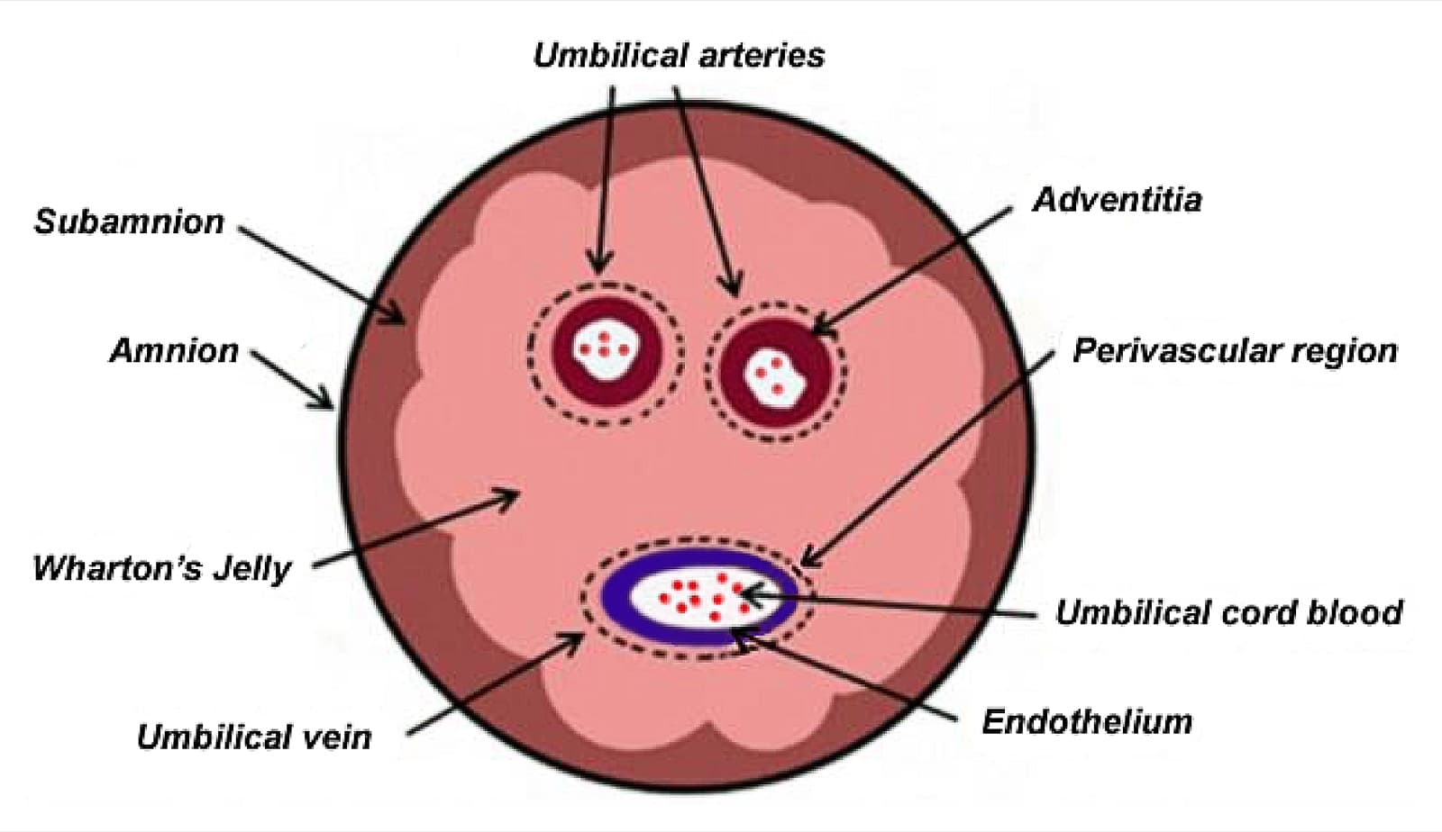 Cross-sectional diagram of an umbilical cord labeling amnion, subamnion, Wharton's jelly, two arteries, one vein and the perivascular region