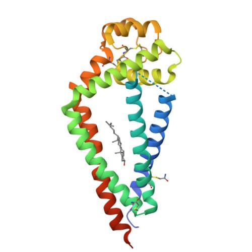 Ribbon model of the human tetraspanin CD81 protein with four membrane-spanning helices shown in rainbow colors