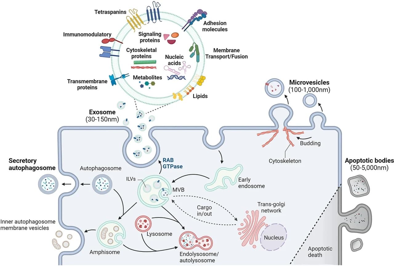 Diagram of a cell releasing exosomes from a multivesicular body, with an enlarged vesicle showing tetraspanins, proteins, nucleic acids and lipids