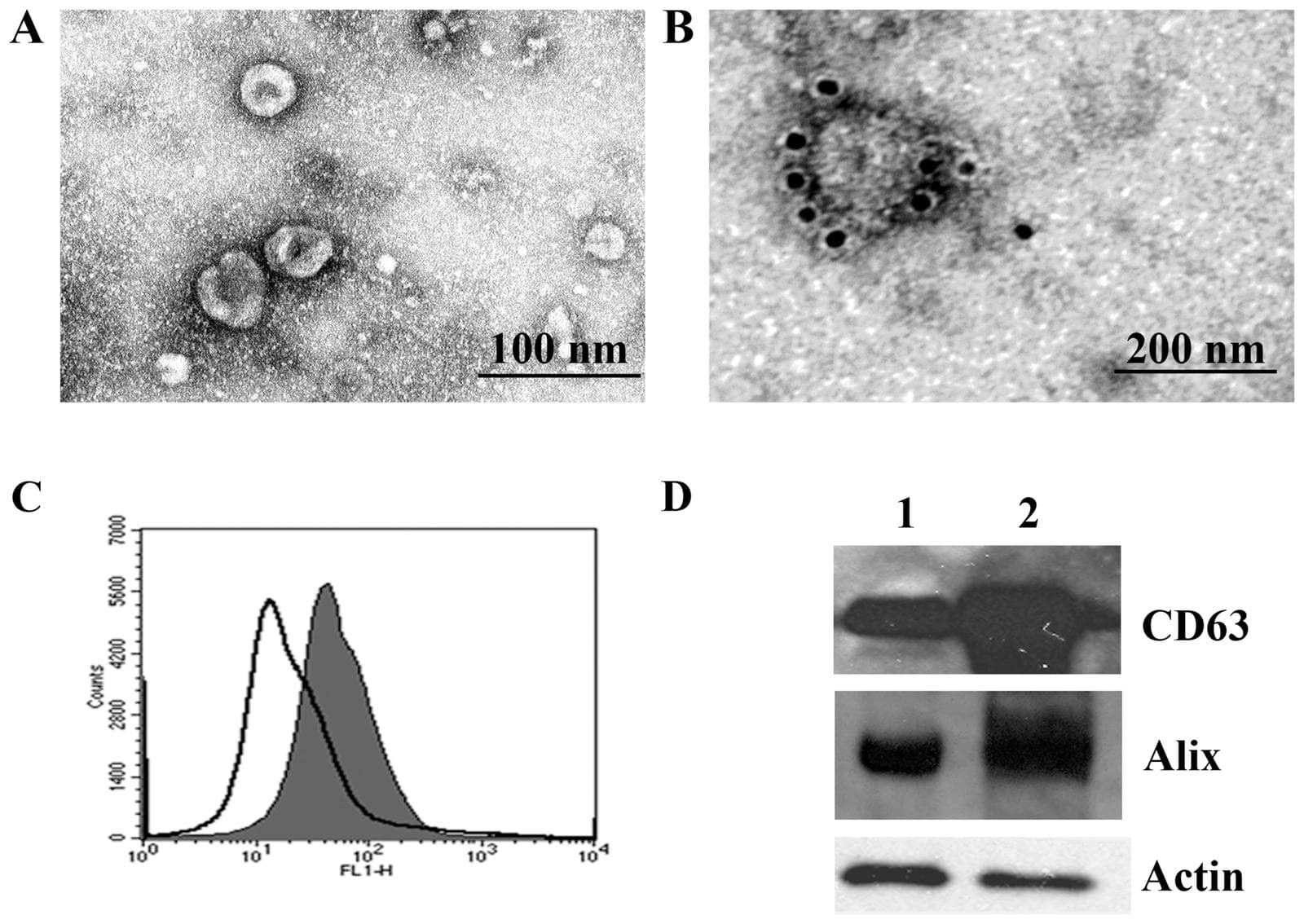 Four-panel figure: electron micrographs of round vesicles about 60 nm across, gold-labeled CD63 vesicles, a flow cytometry histogram and western blot bands