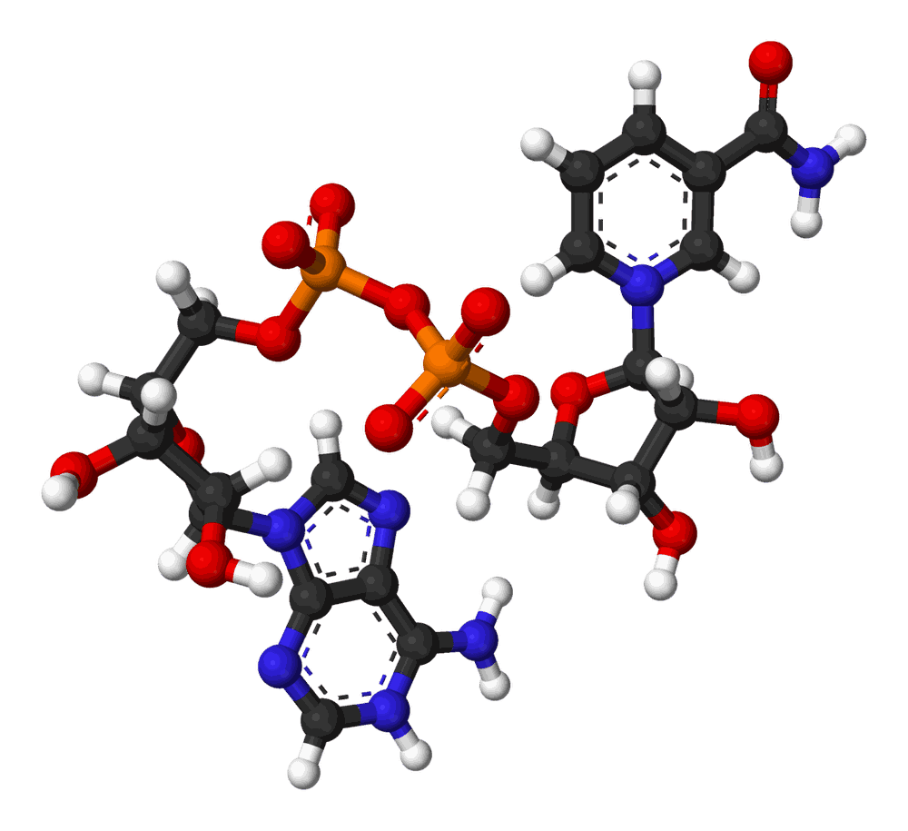 Ball-and-stick model of nicotinamide adenine dinucleotide