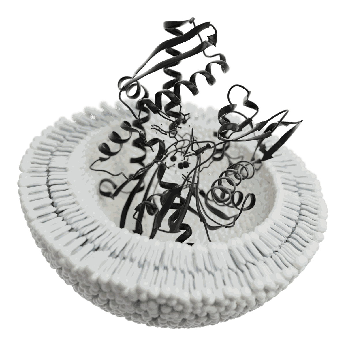 Three-dimensional cutaway of a vesicle lipid bilayer with a ribbon model of the Hsp70 ATPase domain shown inside the lumen