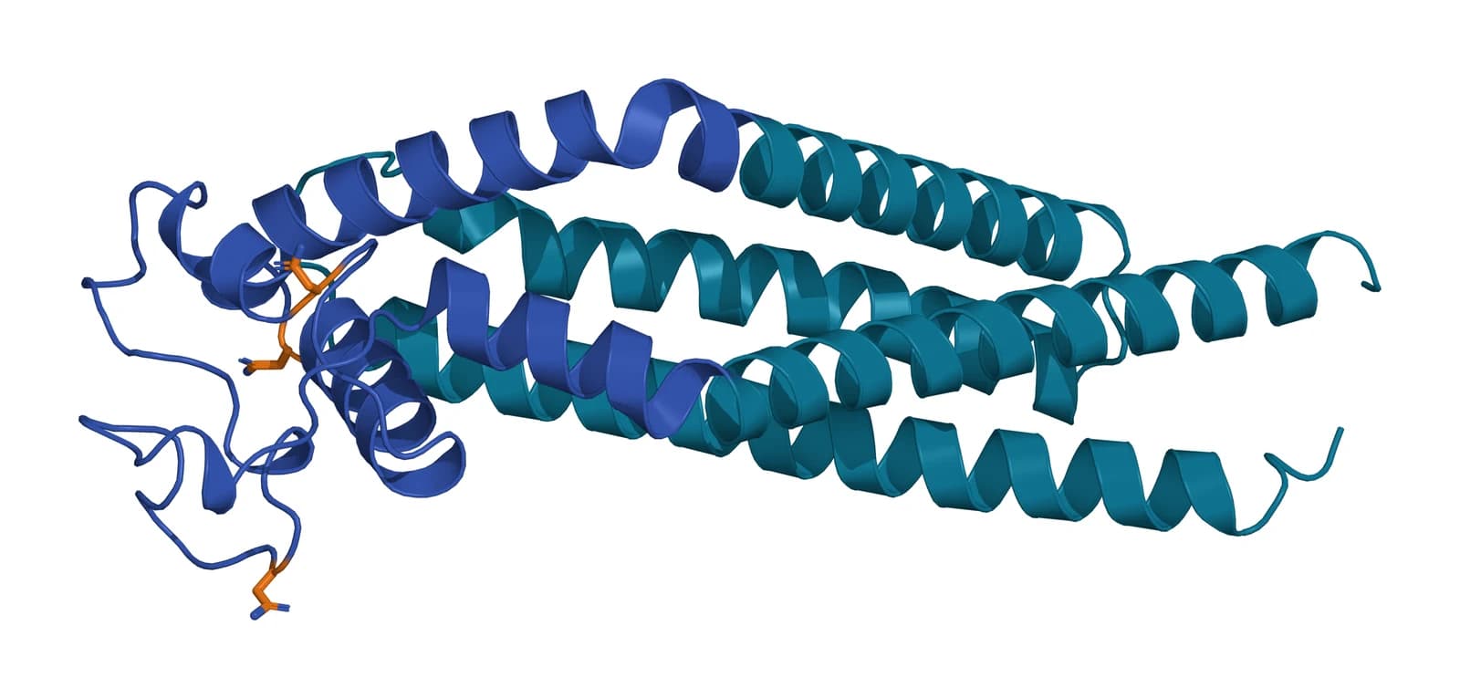 Ribbon model of tetraspanin CD63 lying on its side, four teal transmembrane helices with the blue large extracellular loop at one end carrying three amber asparagine side chains