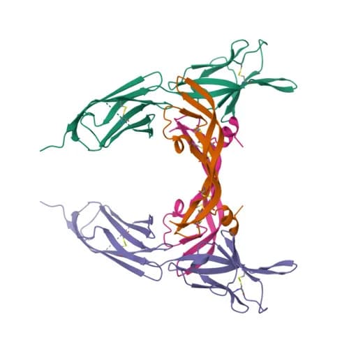 Ribbon model of VEGFR-2 bound to VEGF-A, PDB entry 3V2A (X-ray, 3.2 Å)