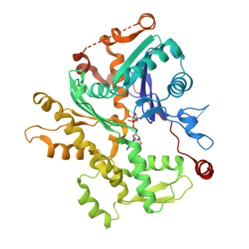Ribbon model of Actin bound to a thymosin beta-4 hybrid, PDB entry 4PL7 (X-ray, 2.3 Å)