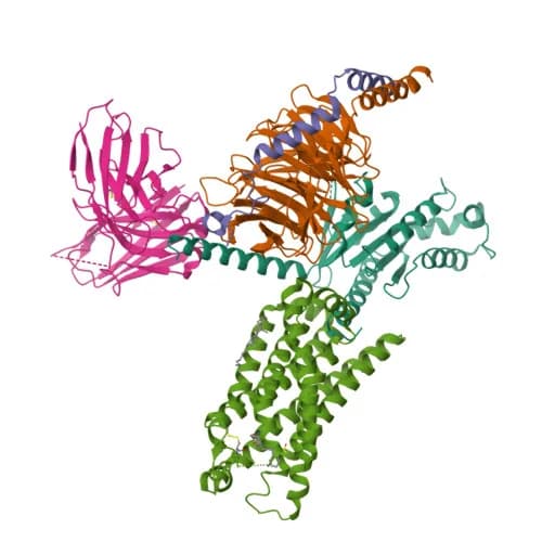 Ribbon model of Ghrelin receptor bound to ibutamoren, PDB entry 7NA8 (cryo-EM, 2.7 Å)