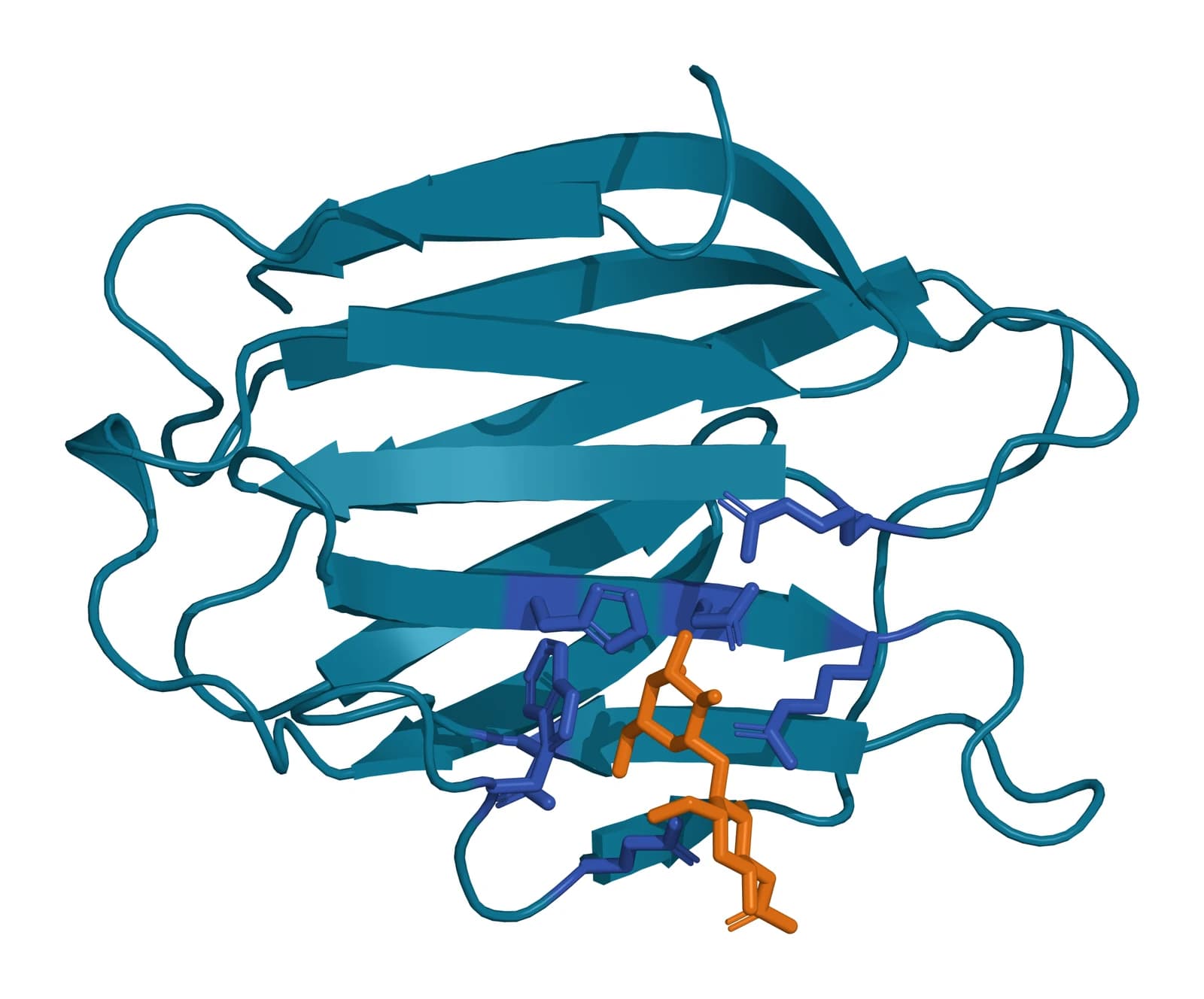 Ribbon model of the galectin-3 carbohydrate recognition domain, a curved beta sandwich in teal, with sugar-binding side chains in blue and N-acetyllactosamine in amber sticks lying across one face