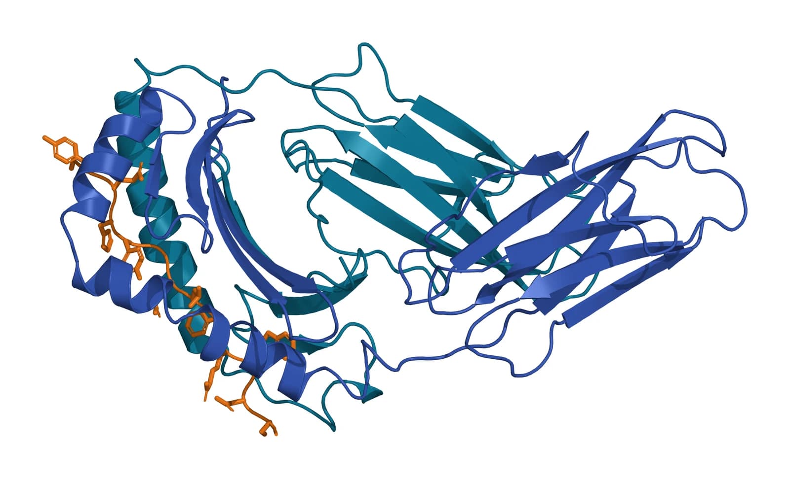 Ribbon model of the HLA-DR1 extracellular domains, the alpha chain in teal and the beta chain in blue, with a peptide in amber lying in the groove formed by two helices above a beta sheet