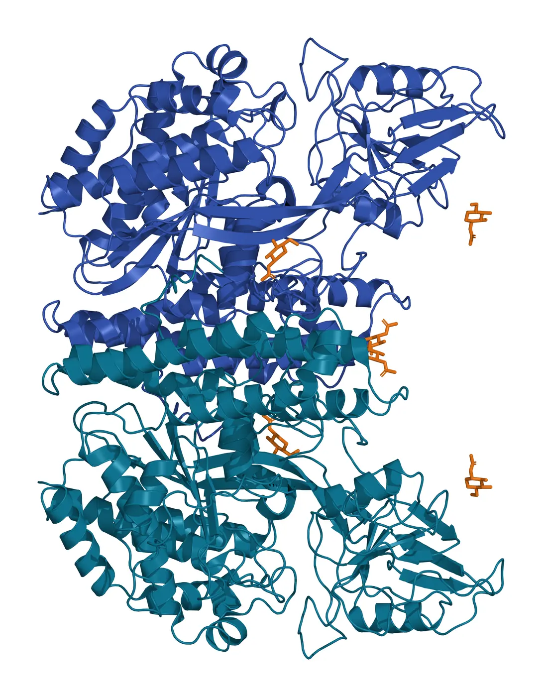 Ribbon model of the human transferrin receptor ectodomain dimer, one subunit in teal and the other in blue, with N-linked sugar residues shown as amber sticks