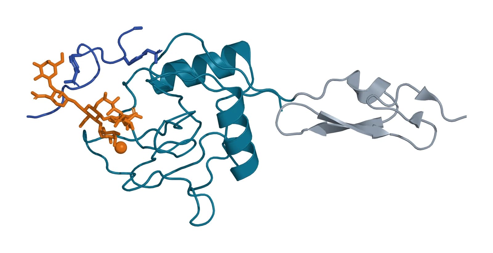 Ribbon model of the P-selectin lectin domain in teal joined to a small EGF-like domain in gray, with a blue PSGL-1 peptide and an amber branched sugar chain bound at one end of the lectin domain beside an amber metal ion