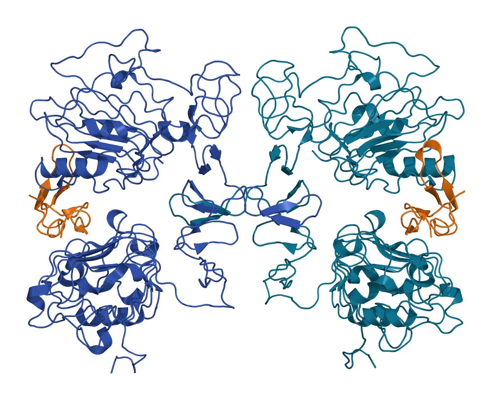 Ribbon model of two EGF receptor extracellular regions, one in blue and one in teal, side by side and touching at the center through their domain II arms, each holding a small EGF molecule in amber at its outer edge