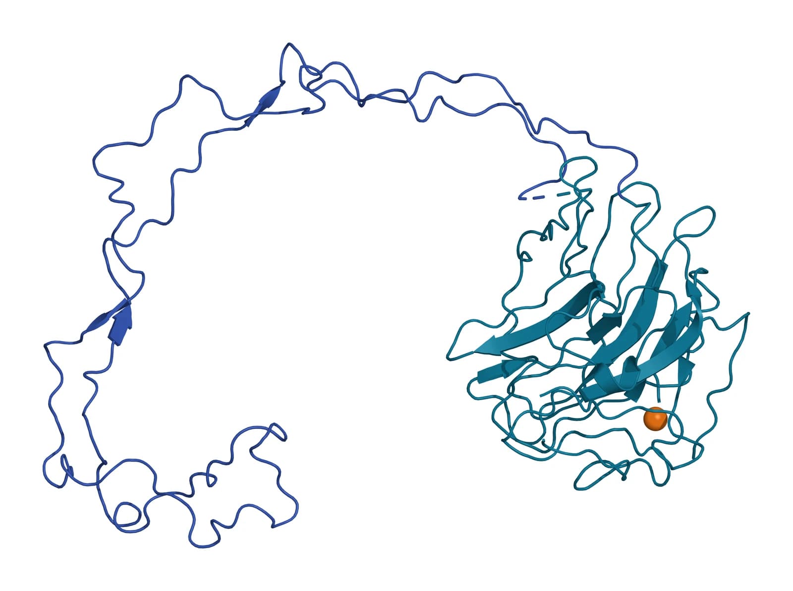 Ribbon model of the calnexin lumenal domain, a compact teal beta sandwich with an orange calcium ion, from which a long thin blue arm curves away in a wide arc