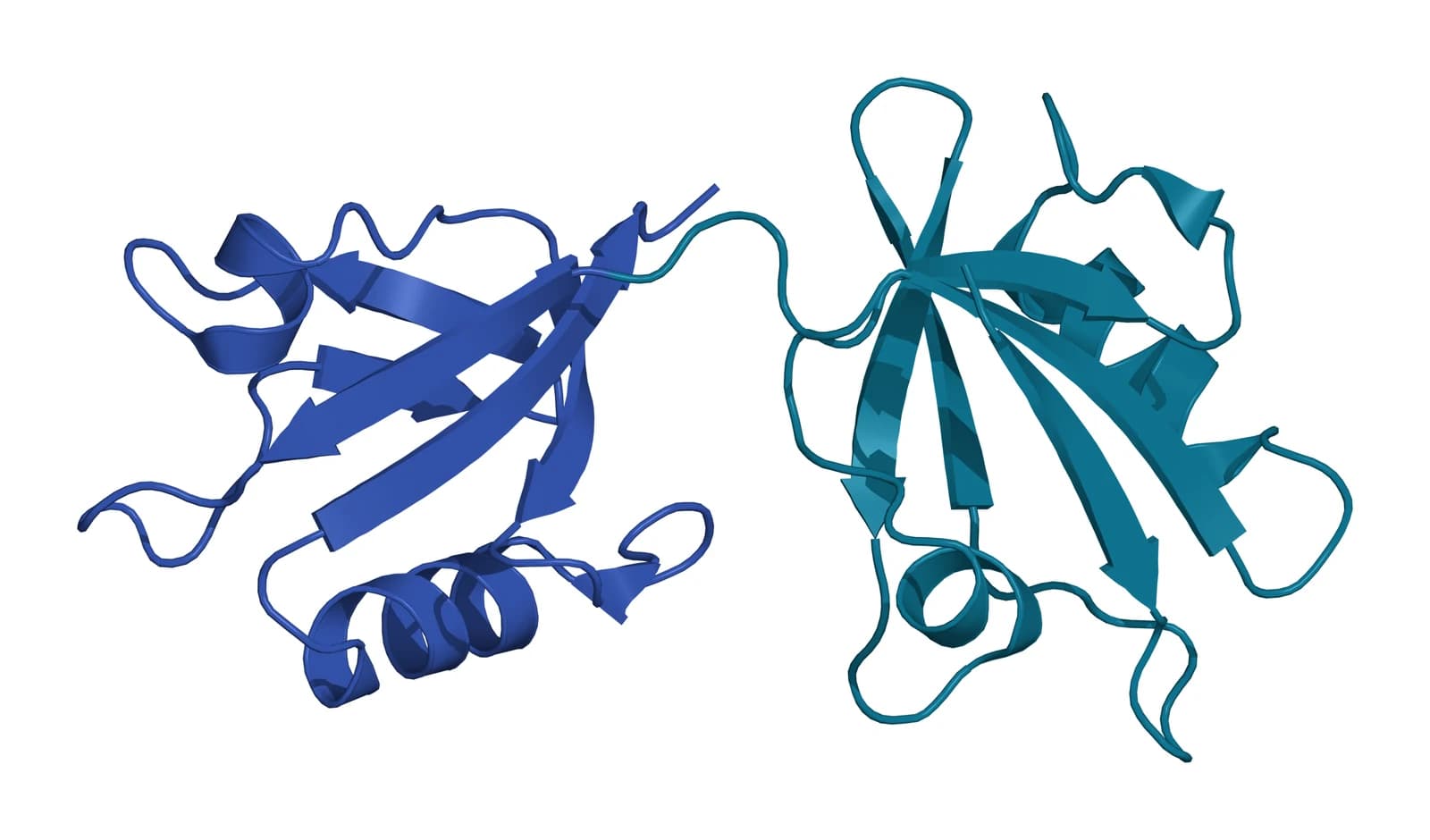 Ribbon model of the two PDZ domains of human syntenin-1 side by side, each a small beta sandwich with a short helix, the first in teal and the second in blue, joined by a short linker
