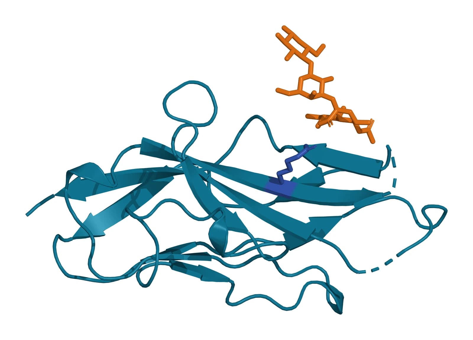 Ribbon model of the sialoadhesin V-set immunoglobulin domain in teal, with the conserved arginine in blue and 3'-sialyllactose in amber sticks resting on the domain's upper face