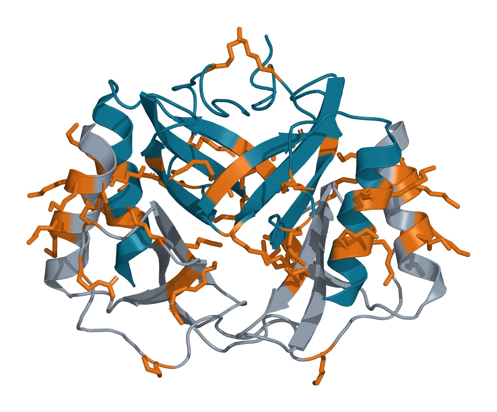 Ribbon model of four platelet factor 4 chains packed into a tetramer, two chains in teal and two in gray, with many lysine and arginine side chains drawn as amber sticks around the outside