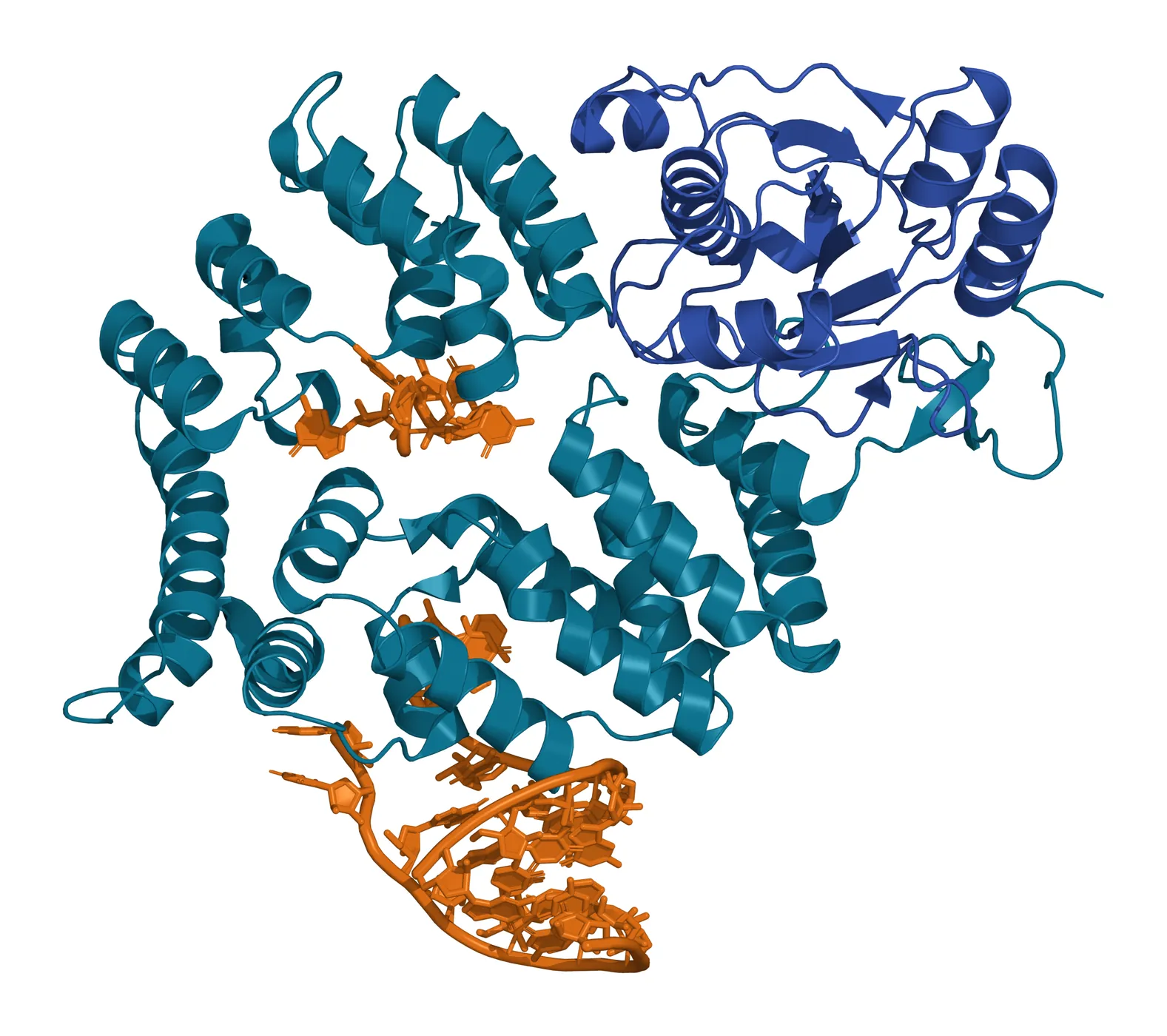 Ribbon model of Xenopus Ro60 with its ring of HEAT-repeat helices in teal and its von Willebrand factor A domain in blue, a double-stranded Y RNA fragment in amber on the outer surface of the ring and a short single-stranded RNA in amber inside the central cavity