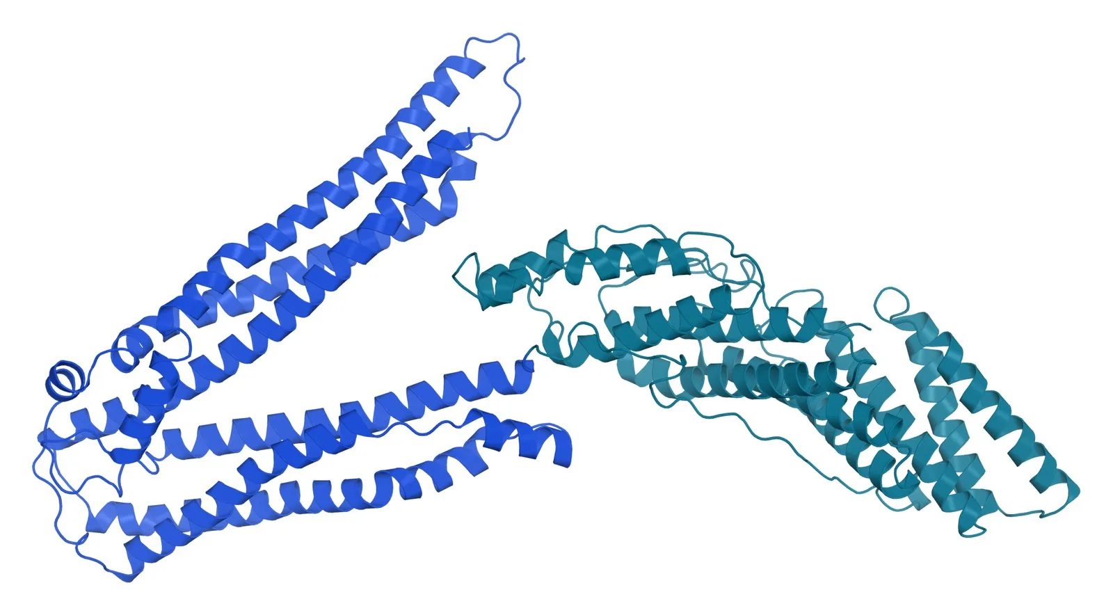 Ribbon model of the human ALIX protein, a boomerang-shaped Bro1 domain in teal joined to a long V-shaped domain in blue
