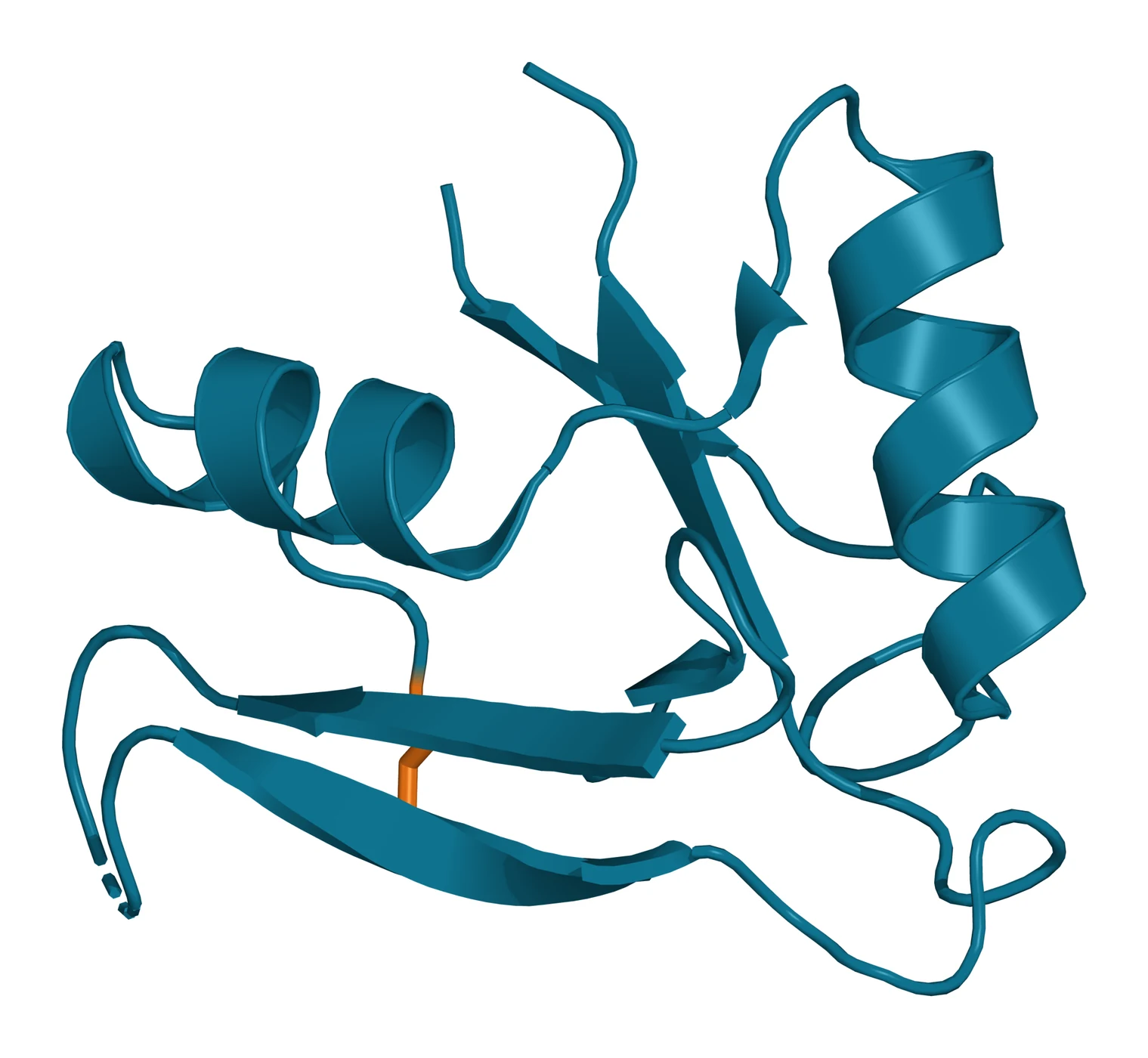 Ribbon model of the TSG-6 Link module in teal, two helices packed against a twisted beta sheet, with the Cys47 to Cys68 disulfide bond in amber