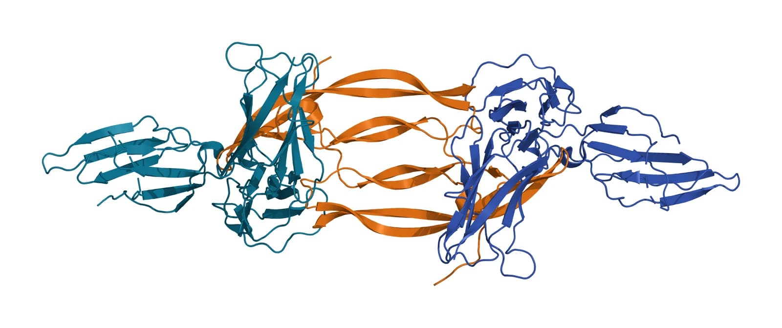Ribbon model of a PDGF-B homodimer in amber at the center, its two long protomers clamped between two receptor chains, one in teal and one in blue, each made of three immunoglobulin-like domains