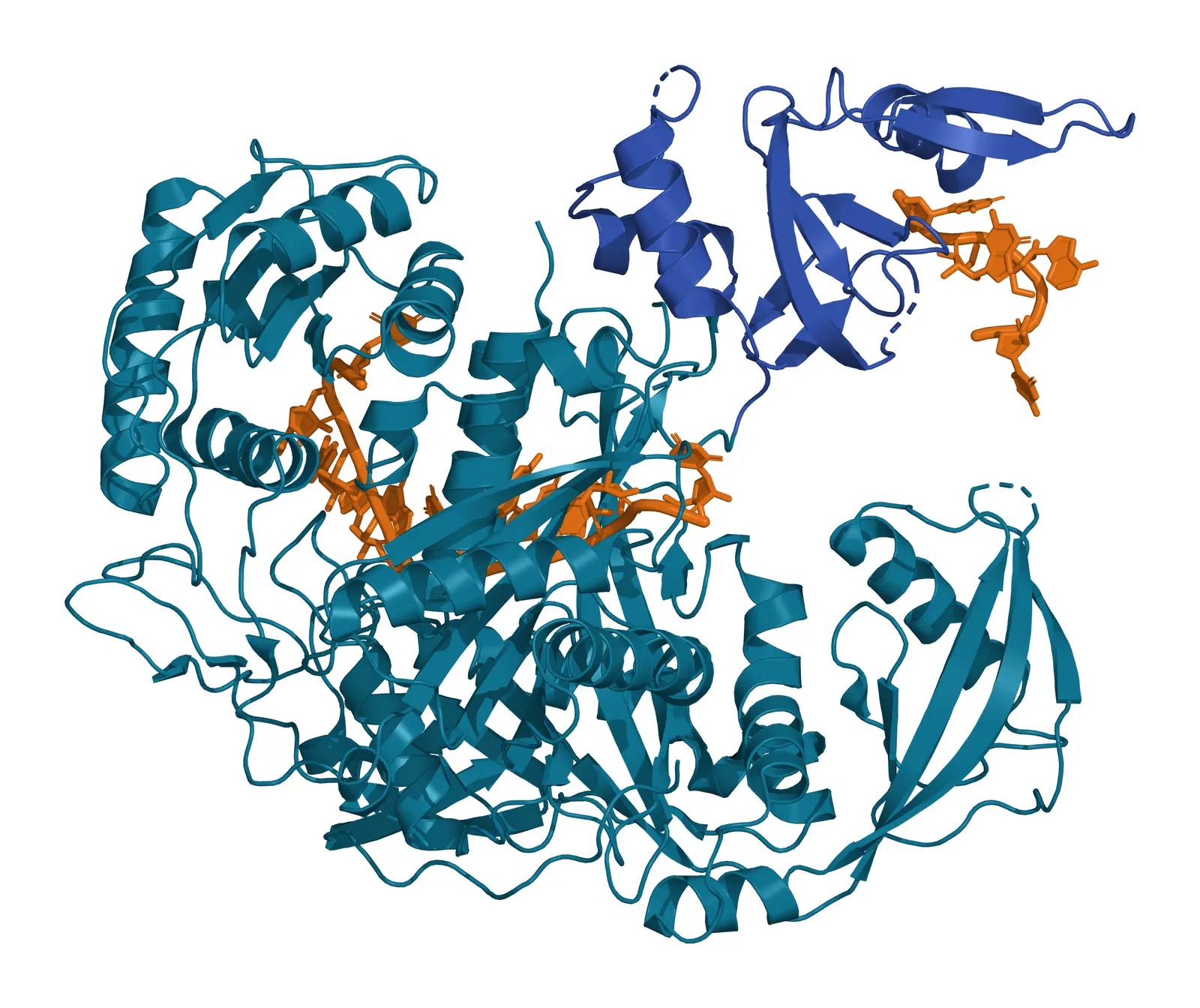 Ribbon model of human Argonaute2 in teal with its PAZ domain in blue and the bound microRNA miR-20a in amber sticks running through the central groove