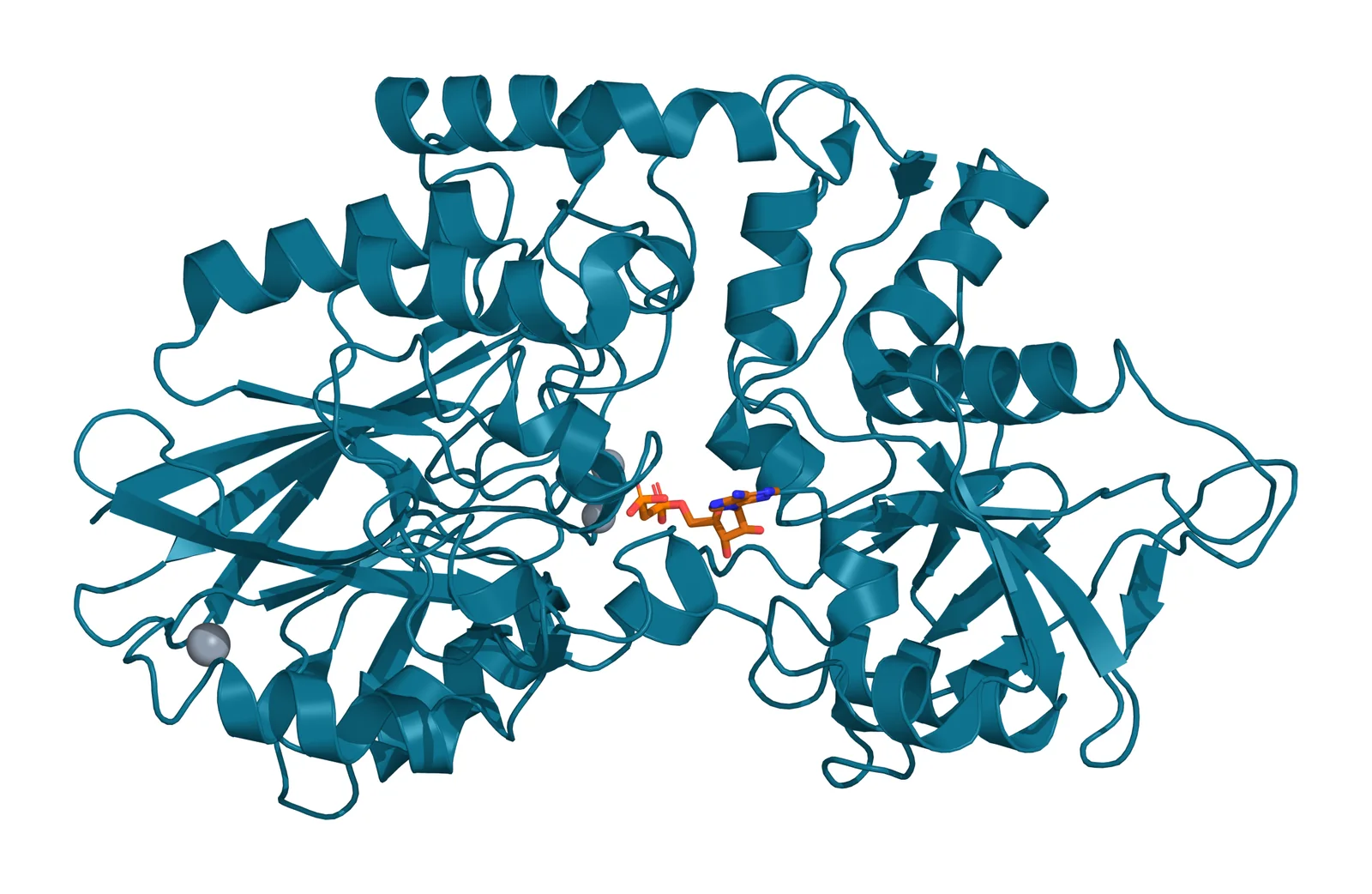 Ribbon model of one human CD73 chain in teal, with the AMP analog AMPCP as amber sticks bound between its two domains and zinc and calcium ions as gray spheres
