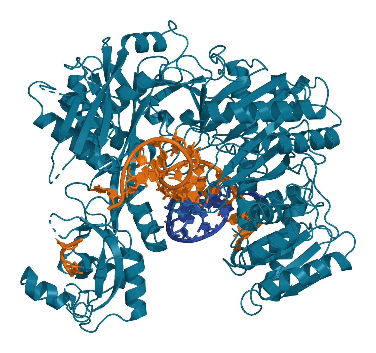 Ribbon model of human Argonaute2 in teal holding a guide RNA in amber sticks base paired with a short target RNA in blue sticks inside the central cleft