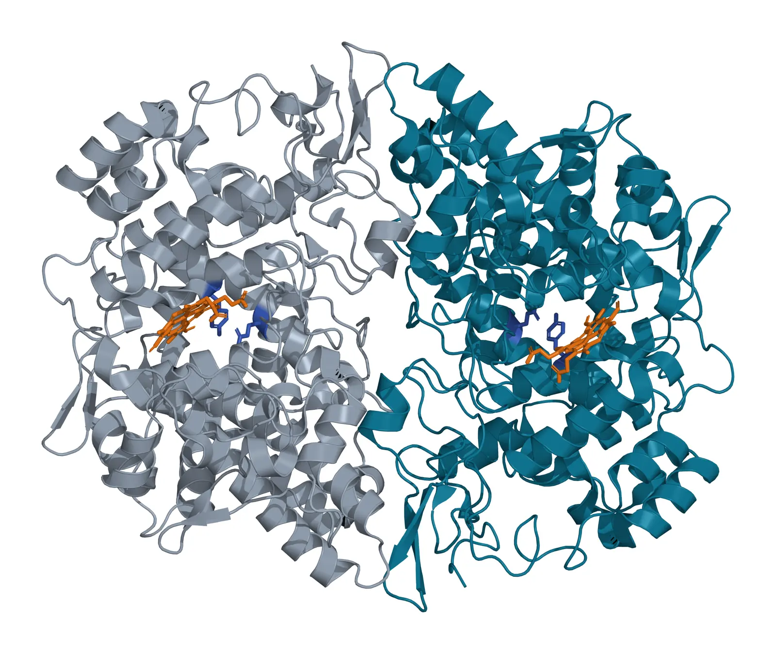 Ribbon model of two human COX-2 chains side by side, one in teal and one in gray, each holding a flat porphyrin in amber sticks with two active-site side chains in blue