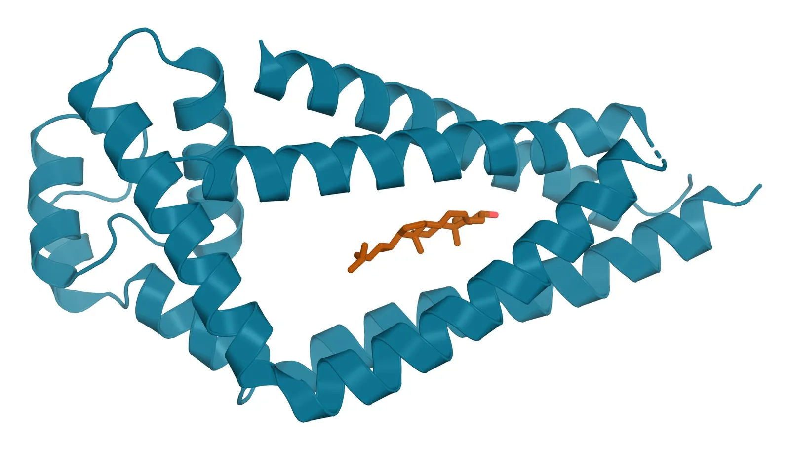 Ribbon model of the four-helix tetraspanin CD81 in teal with a cholesterol molecule shown as amber sticks in its central pocket