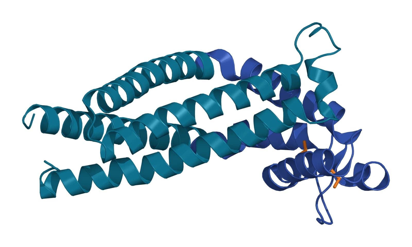 Ribbon model of the four-helix tetraspanin CD9 in teal, with its large extracellular loop in blue and two pairs of disulfide-bonded cysteines as amber sticks