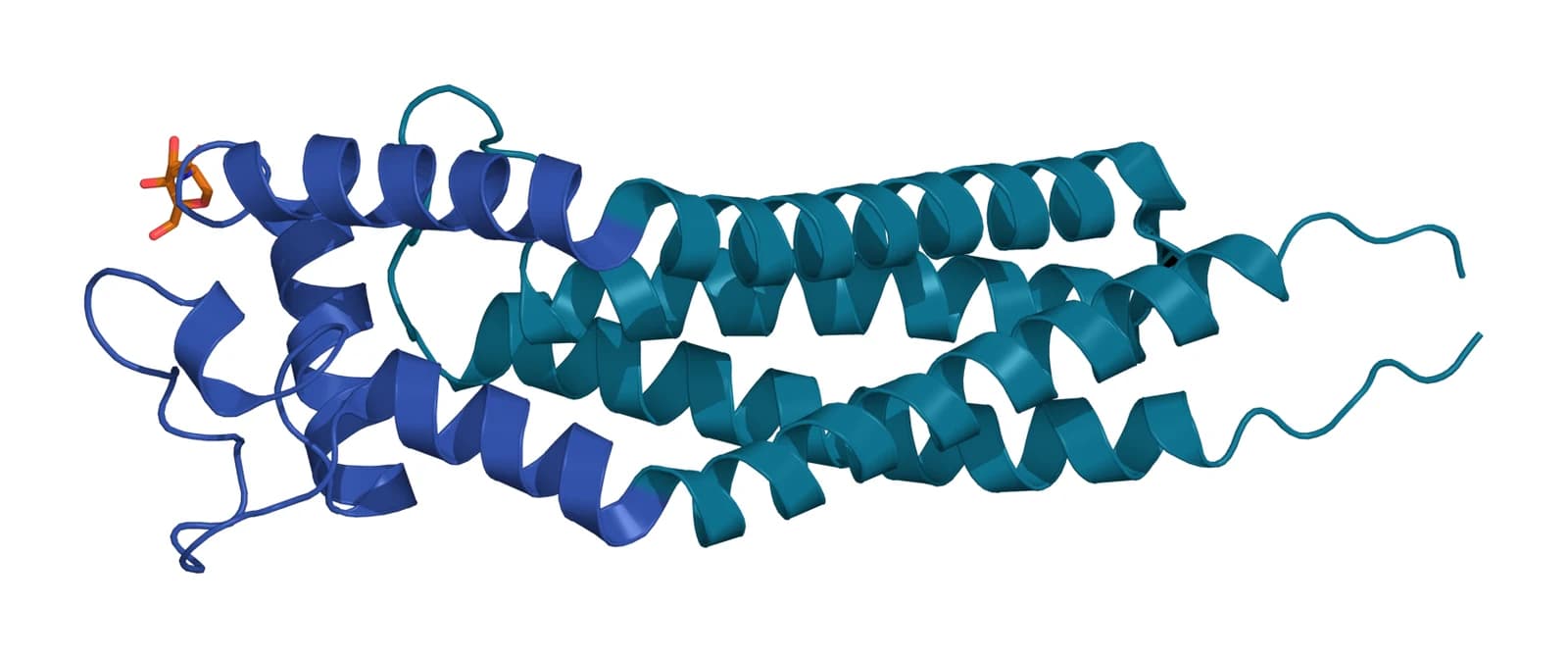 Ribbon model of tetraspanin CD53 lying on its side, four teal transmembrane helices with the blue large extracellular loop raised away from them and an amber sugar on the loop