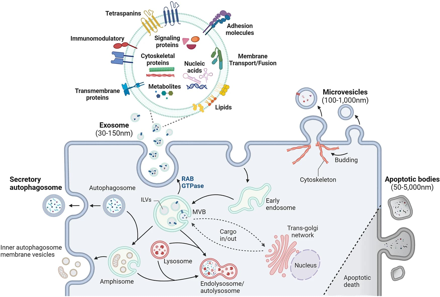 Diagram of extracellular vesicle biogenesis showing exosomes forming in multivesicular bodies, microvesicles budding from the membrane and the cargo each carries