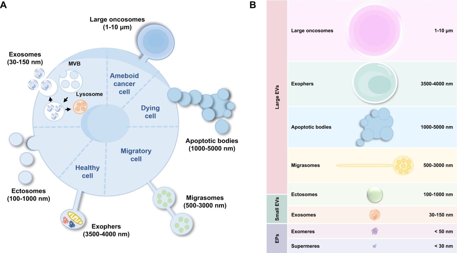 Chart of extracellular vesicle classes by size and cellular origin, from exosomes to large oncosomes