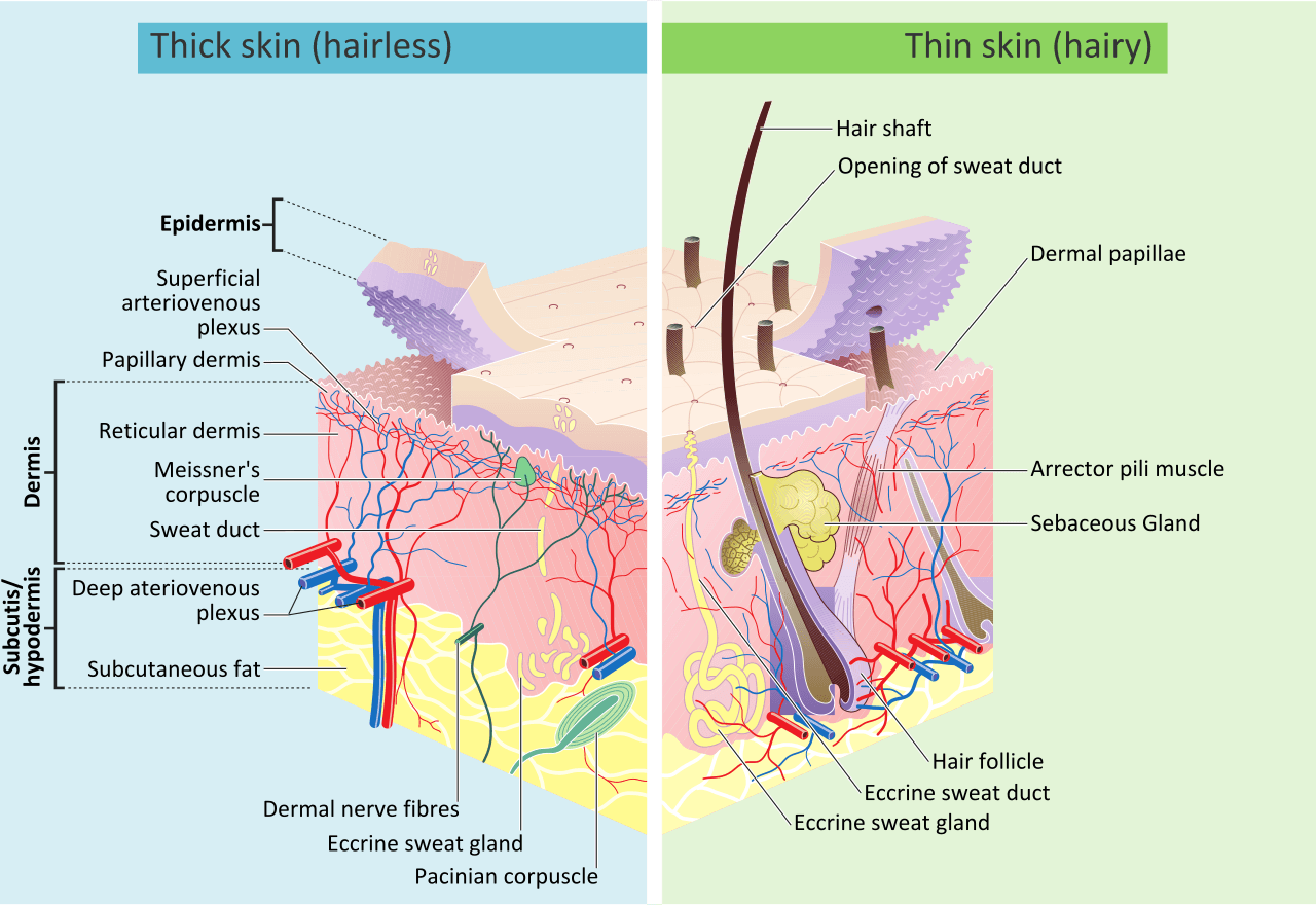 Labeled cross-section of human skin showing the epidermis, dermis and subcutaneous fat with hair follicles, glands and vessels