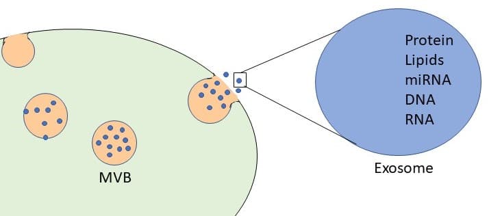 Diagram of a cell releasing exosomes from multivesicular bodies, with the exosome's cargo listed as protein, lipids, miRNA, DNA and RNA