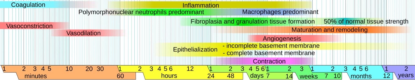 Timeline chart of the coagulation, inflammation, proliferation and maturation and remodeling phases of wound healing on a logarithmic time axis from minutes to years
