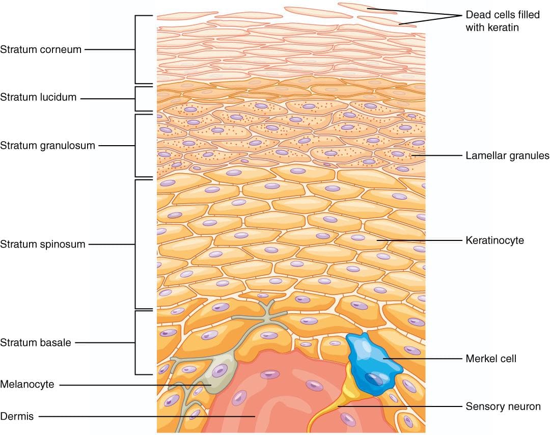 Labeled illustration of the epidermis from stratum corneum at the top down to stratum basale and the dermis