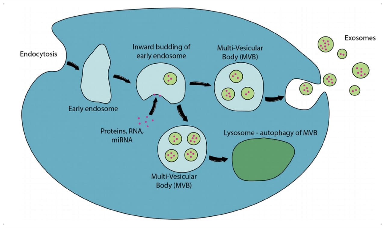 Illustration of a cell showing early endosome, inward budding, multivesicular bodies and exosomes released at the cell surface