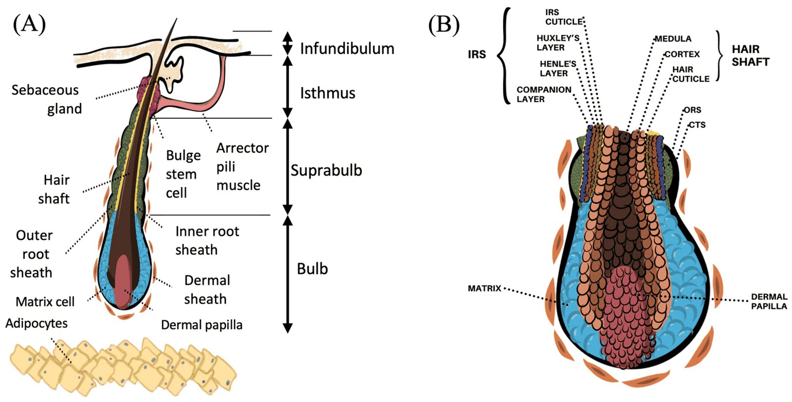 Two-panel schematic of a hair follicle labeling infundibulum, isthmus, bulge stem cells, bulb, matrix cells and the dermal papilla