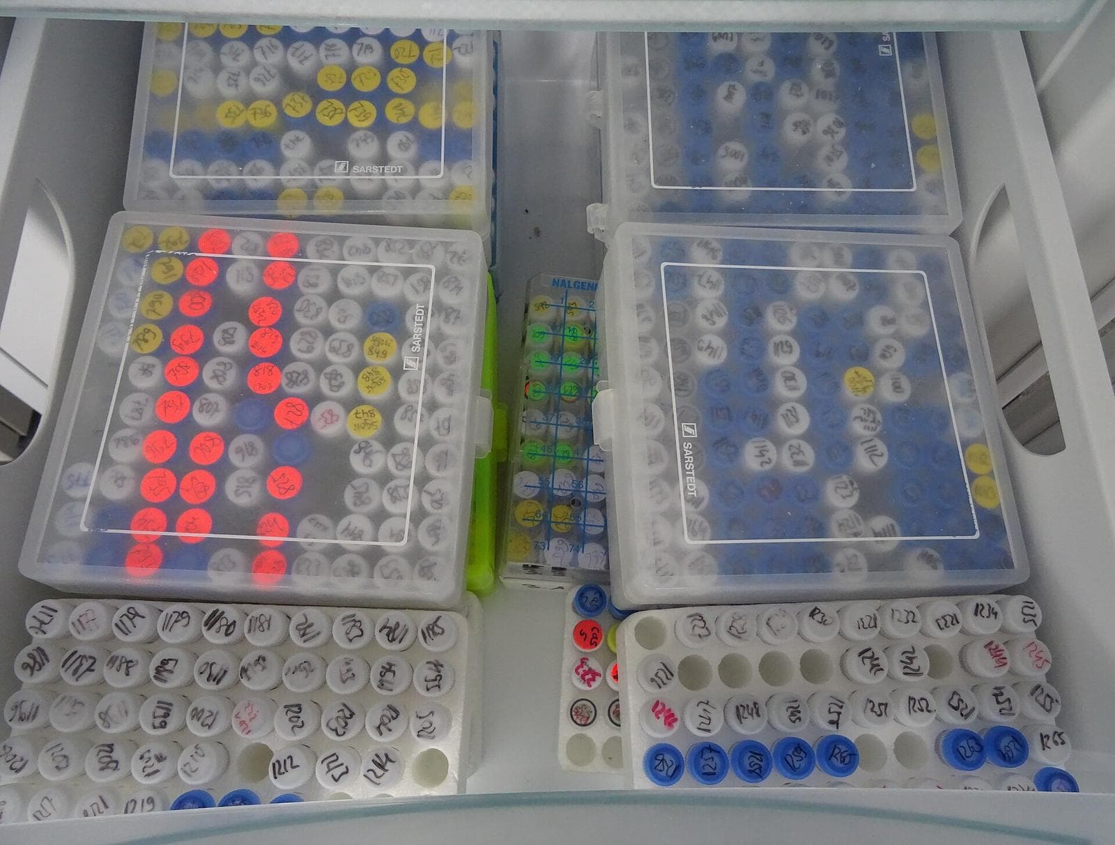 Open laboratory freezer drawer holding labeled racks of capped sample tubes in boxes