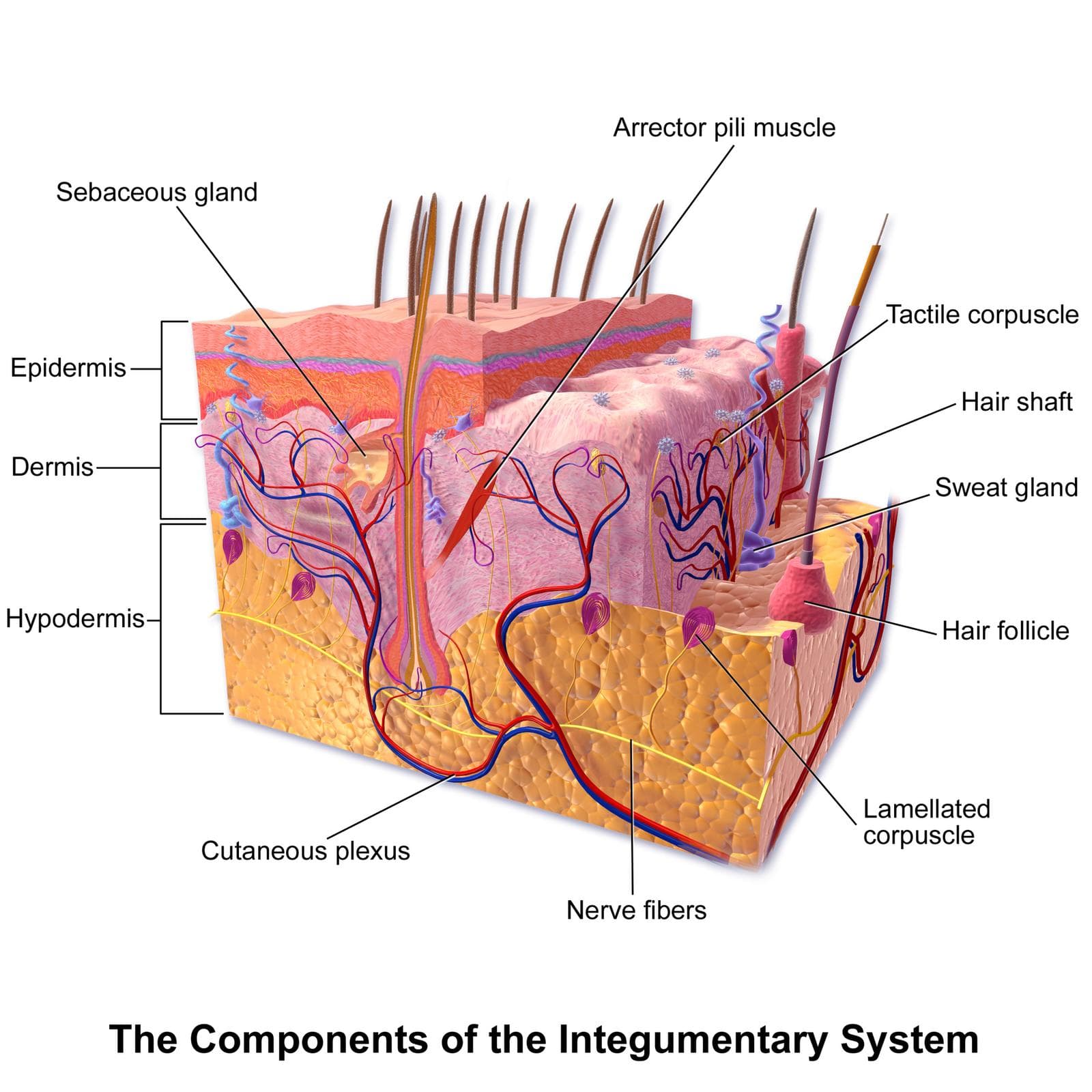 Three-dimensional illustration of a skin block labeled epidermis, dermis and hypodermis with hair follicle, glands, vessels and nerves
