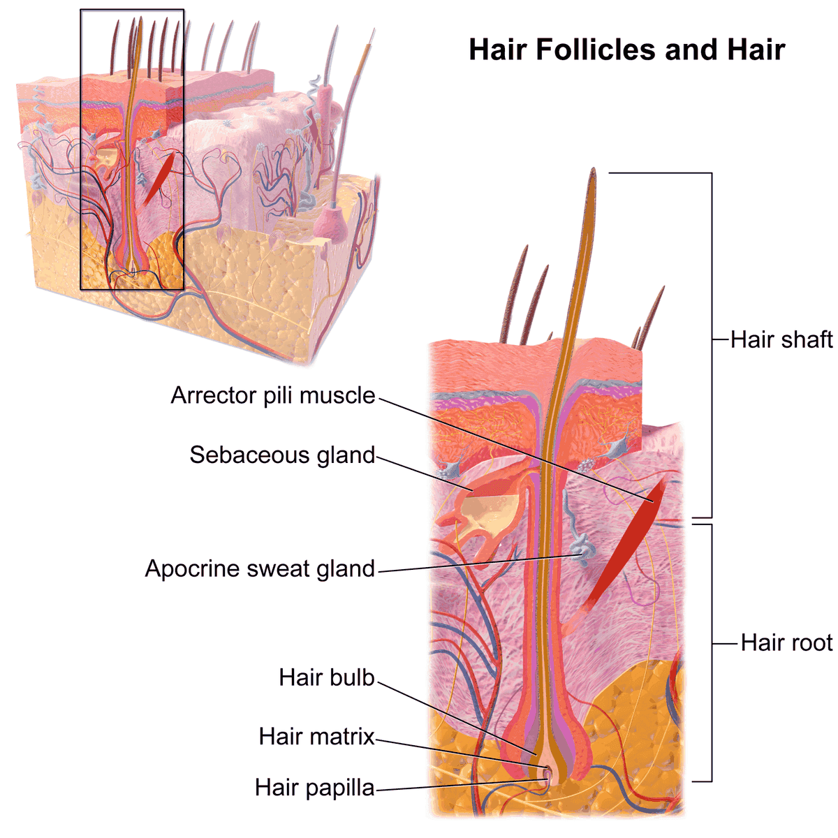 Labeled medical illustration of a hair follicle in skin, showing the hair shaft, sebaceous gland, arrector pili muscle, hair bulb, matrix and papilla