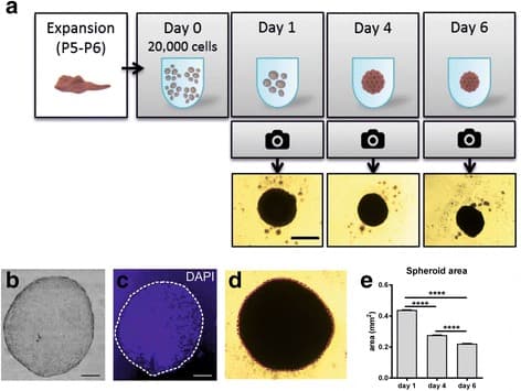 Figure panels showing human MSC spheroids: a scheme of spheroid formation from 20,000 cells with bright field images at days 1, 4 and 6, a stained spheroid section, a DAPI-stained section, an outlined spheroid and a bar chart of spheroid area falling over time