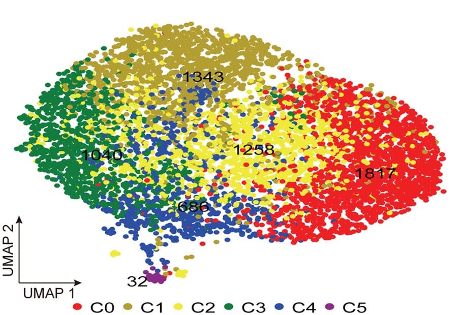 UMAP scatter plot of cultured Wharton’s jelly MSCs colored by six clusters, C0 to C5, with cell counts printed on each cluster and a small separate cluster of 32 cells at the bottom