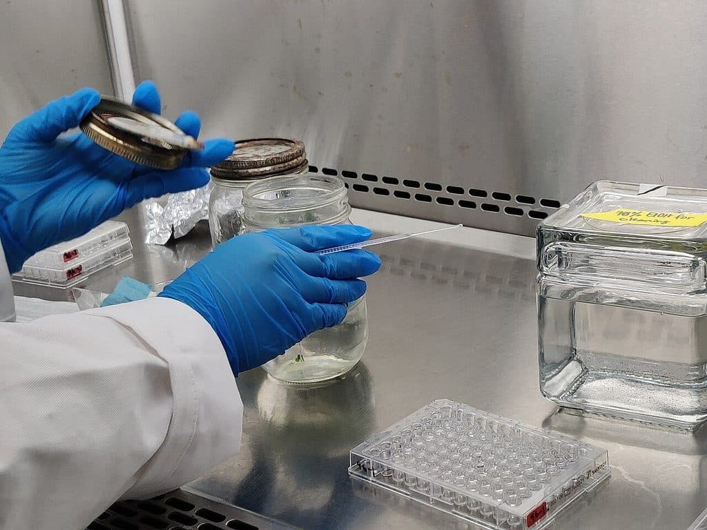 A laboratory worker in a white lab coat and blue gloves holds a jar lid in one hand and a slender transfer tool in the other, working over glass culture jars and a 96-well plate on the stainless steel surface of a biosafety cabinet.