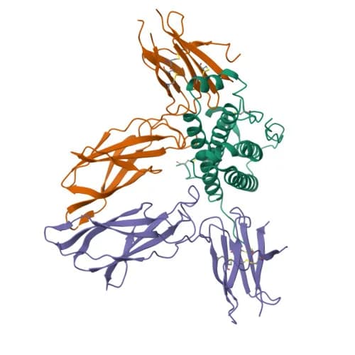Ribbon model of Human growth hormone bound to its receptor, PDB entry 3HHR (X-ray, 2.8 Å)